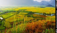 夏天田园风光作文