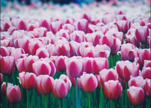 观赏花展组成400字