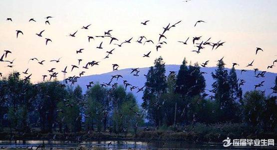 鸟类天堂的指导词