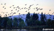 鸟的天堂导游词