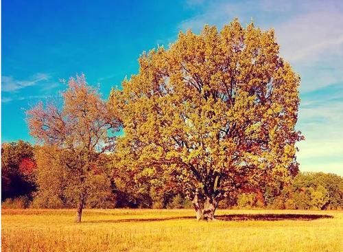 贾平凹看书后的思想