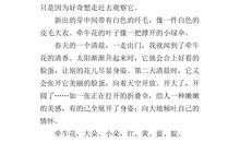 牵牛花的作文500字