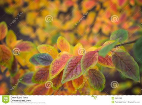 阅读后的人工发光植物