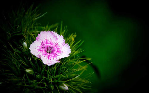 爱不是种族，不是考试，尝试没有用