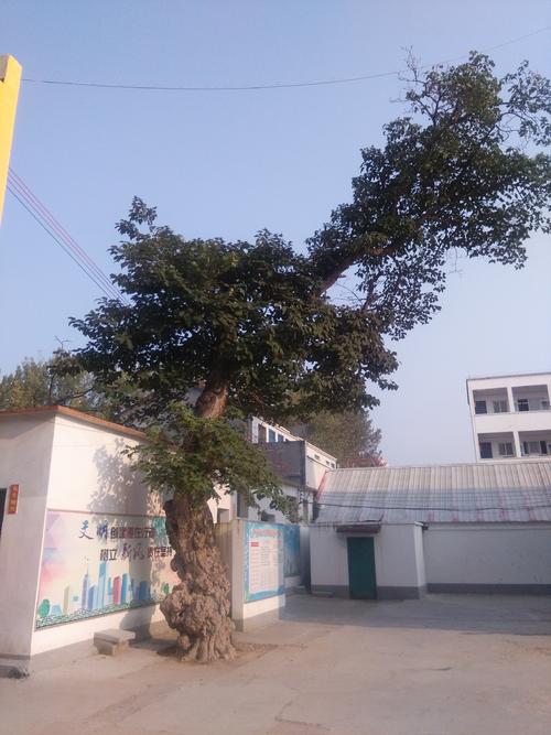 幽默的校园生活