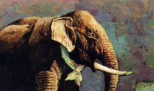 最后一头战象的读后感