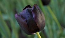 黑郁金香读后感