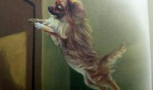 小狗儿与大画家读后感