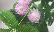 我喜欢含羞草作文