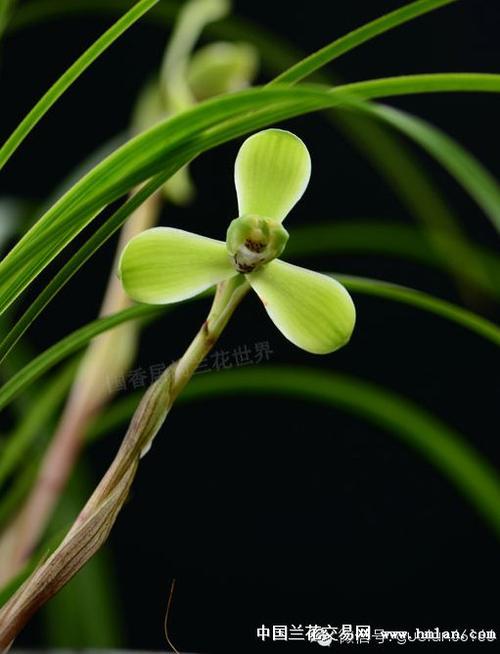 描述兰花的成分