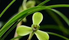 描写兰花的作文