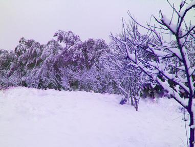 关于冬天的雪花组成
