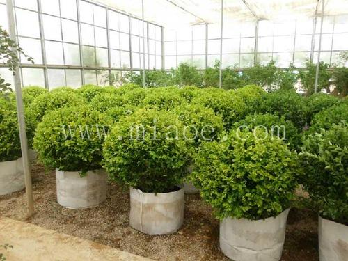 关于霍莉的组成