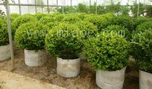 关于冬青树的作文