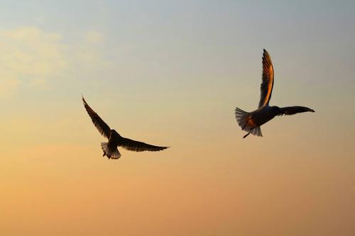 如果我是鸟200个字