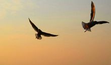 假如我是一只鸟200字