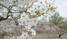 描写梨花的作文