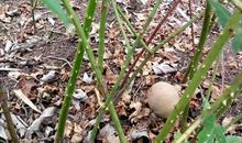 草丛中的发现300字