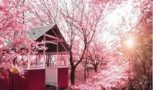 闲看庭前花开花落作文