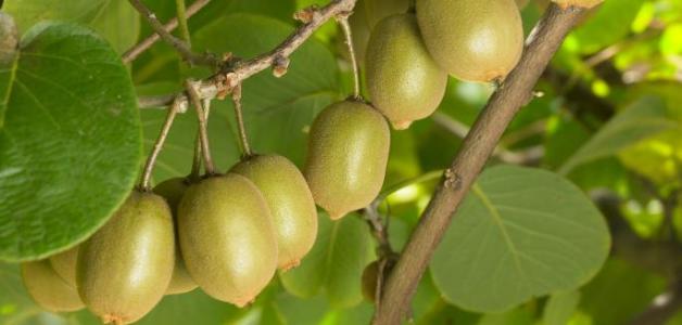 描述猕猴桃的成分