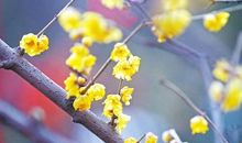 假如你想做一株腊梅