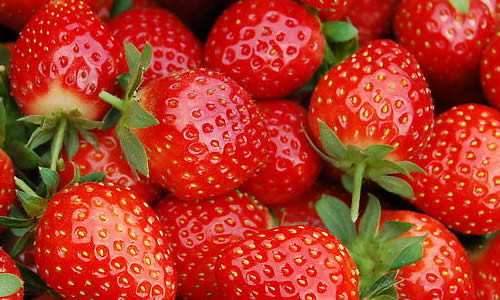 500字草莓采摘成分