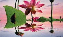 荷塘月色读后感