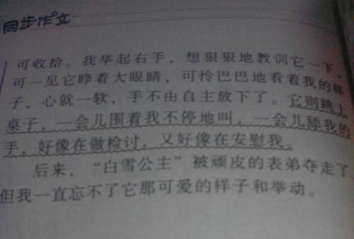 描述猫特征的成分