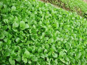 关于采摘草莓的组成