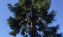 中华经典诵读读后感