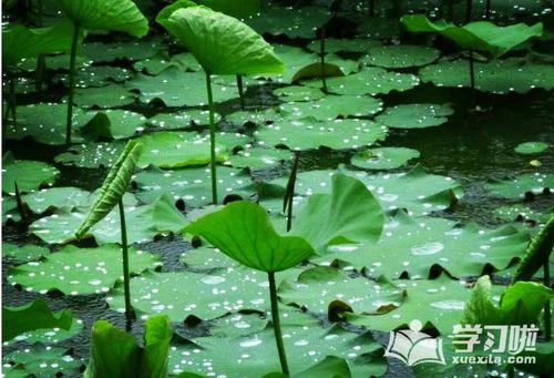 描写夏雨的作品