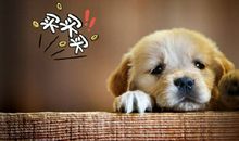 最爱的狗狗就是你读后有感