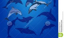 蓝色海豚岛读后感