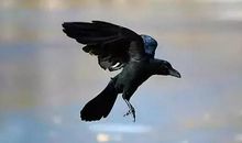 读《聪明的乌鸦》有感