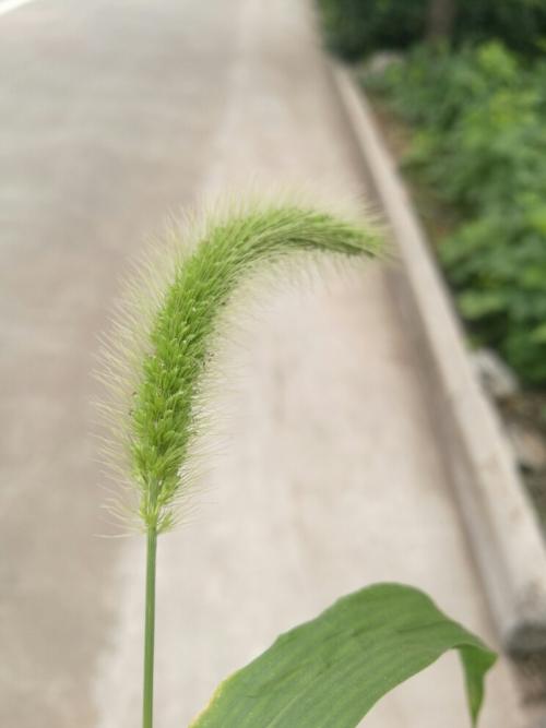 狗的尾巴草的组成