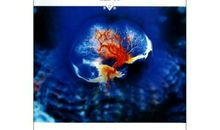 人脑之谜读后感