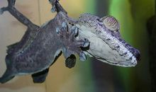 描写壁虎的作文