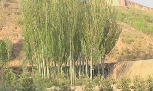 描述杨树的成分