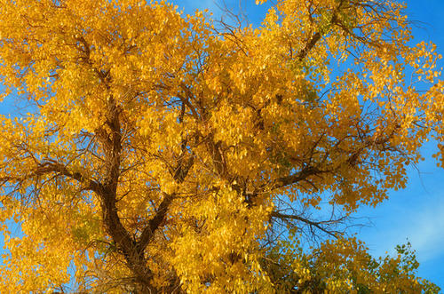 我心中的一件事