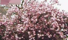 悲观主义的花朵读后感