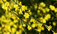 迎春花作文100字