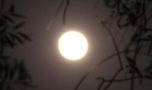 中秋月夜作文500字