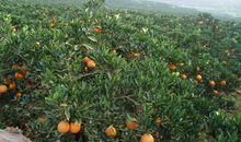 春天的果园作文