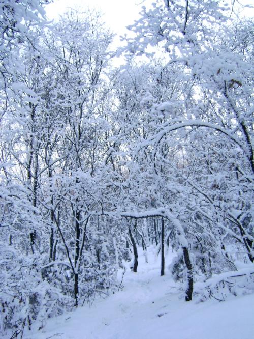 冬季风光作文550字