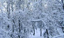 冬天的景色作文550字