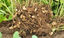 关于拔花生的作文