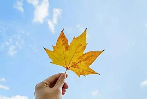 秋天的叶子组成