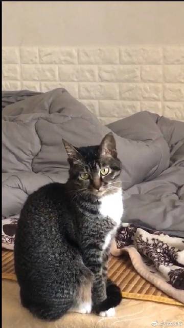 阅读后的兔子和猫