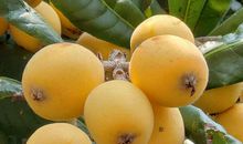 描写枇杷树的作文