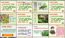 绿色蝈蝈读后感